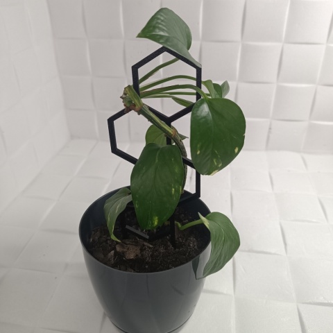 Podpórka Do Roślin Doniczkowych Plaster Miodu Pergola Drabinka 21cm