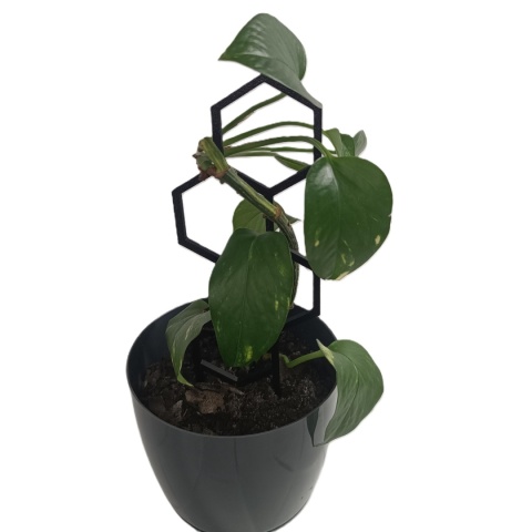 Podpórka Do Roślin Doniczkowych Plaster Miodu Pergola Drabinka 21cm